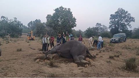 Four wild elephants were found dead in the BTR on Tuesday while four others, part of the same herd of 13 tuskers, were found ill during routine patrolling
