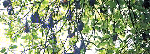 The colony of bats roosting in branches of a banyan tree in Perambur village in Mayiladuthurai district in Tamil Nadu