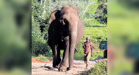 Selvi with her mahout at Kozhikamuthi elephant camp in ATR 