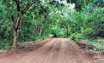 IISc to take up hydrological study in Bandipur Reserve
