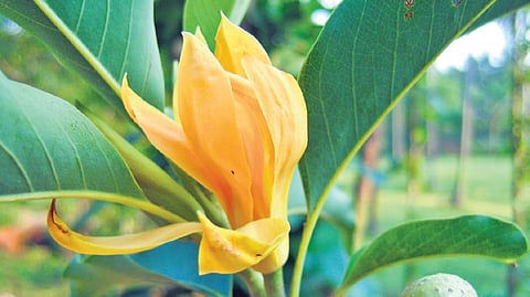 Trees in particular have environmental and economic significance, historical importance, religious and mythological relevance.