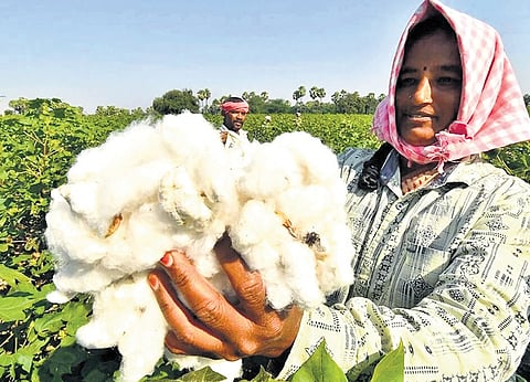 Oppn makes cotton Maha plank, seeks import ban