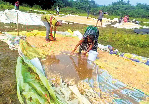 Paddy and maize left at an IKP centre in Bayyaram of Mahabubabad district by farmers soaked in rainwater
