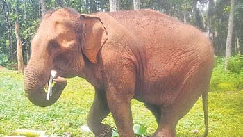 The autopsy report revealed aggravation of the hip dislocation caused the death of Jasoda.