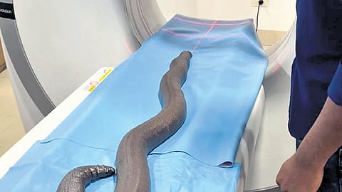 Tumour-affected Red Sand Boa on road to full recovery