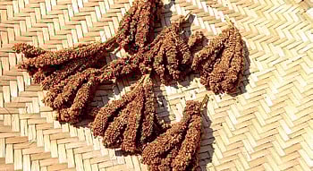 Int’l meet on millets & forgotten foods on Nov 10, 11