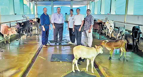 Manoj Kumar P K, Kasaragod district animal husbandry officer and his team with dwarf cows 