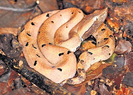 Hump-nosed pit viper