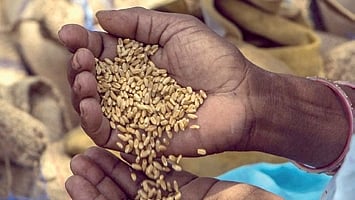 Image of wheat used for representational purpose