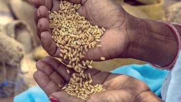 Image of wheat used for representational purpose.