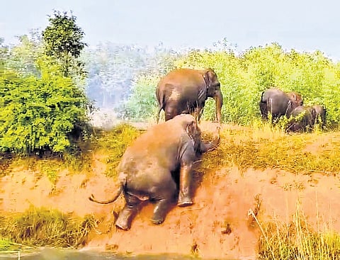 The elephant herd roams on the outskirts of Venkampeta 