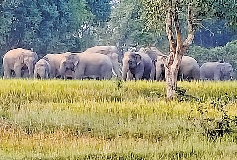 Elephant herd roaming in Tilada forest under Betnoti range within Baripada division 