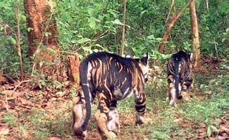 STR plans to install another 500 normal cameras in the core area of south Similipal for regular monitoring of the tigers in the protected area.