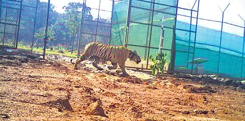 Jamuna, the two-and-a-half-year old tigress 