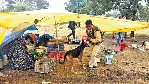 The ‘Paw’sitive force