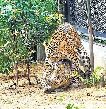 Raja and Rani leopards at Sambalpur zoo