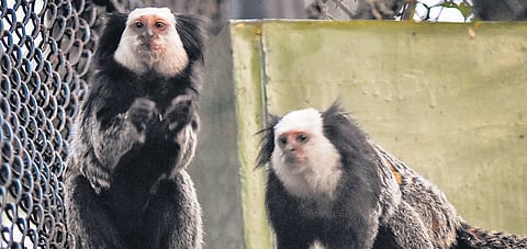 A geoffrey’s marmoset pair in the exotic primate enclosure of Nandankanan Zoo