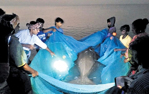 Fisherfolk of Keelathottam in Thanjavur district releasing the endangered sea mammal in the fishing net back into sea 