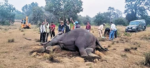 Three-month-old elephant calf dies, jumbo toll at Bandhavgarh reaches 11