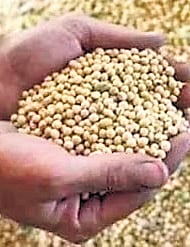 MahaYuti tries to pacify anger of soybean farmers