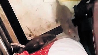 Rodents plague govt maternity hospital in Hanamkonda, patients in distress