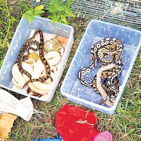 21 exotic animals including 17 African ball pythons, three turtles (African Sulcata tortoises), and one African serval cat were rescued