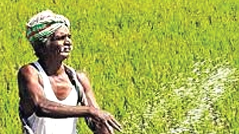 Chhattisgarh government’s paddy procurement drive at MSP begins today