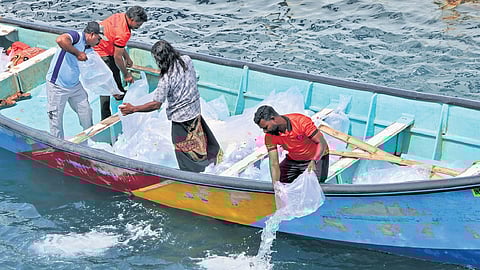 Fish seeds being released in the sea off Vizhinjam coast on Wednesday as part of the sea ranching project of the central and state governments