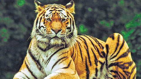 Uttar Pradesh launches eco-tourism in tiger reserves