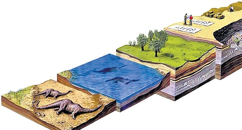 Four different stages in 
fossilisation