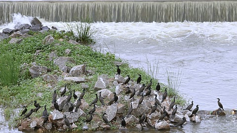 A Flock of cormorant birds were seen resting on water flowing in Vaigai river in Madurai