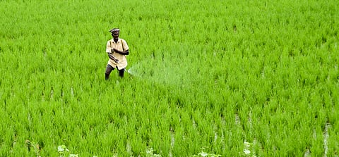 A farmer applying fertiliser to the samba crop in Tiruchy