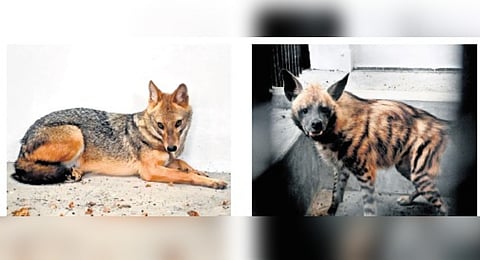 The jackal (left) and the hyena, which were brought from Shivamogga Zoological Park to the Thiruvananthapuram zoo on Wednesday as part of the animal exchange programme