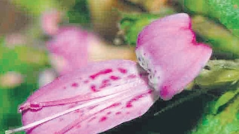 New flowering plant species discovered in Eastern Ghats of Andhra, Telangana