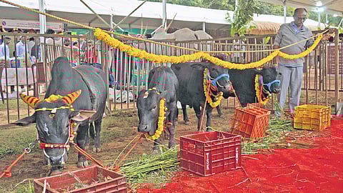 Rs 2k cr crop insurance paid to farmers, says minister N Chaluvarayaswamy