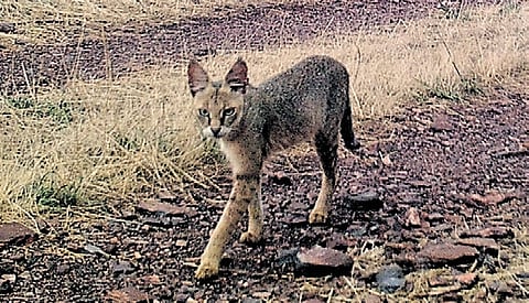 Kappatagudda now home to 18 mammals