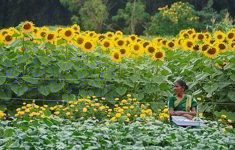 Different varieties of plants and flowers were showcased during the Krishi Mela 2024 at GKVK in Bengaluru.
