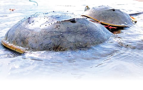 Fakir Mohan University's drive to protect horseshoe crabs, their habitats