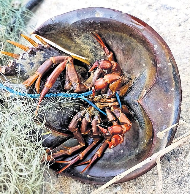 A horseshoe crab caught in the fishing net 