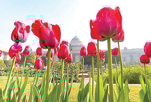 Lutyens’ zone to bloom with six lakh tulips as NDMC plans major plantation drive
