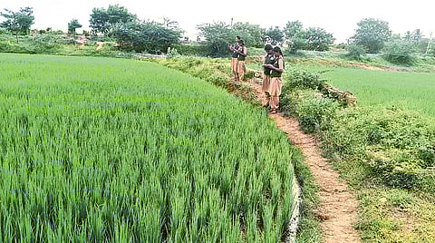 TNAU had roped in 21,000 students from its colleges for the survey 