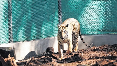 Zeenat roaming in the soft quarantine enclosure | express