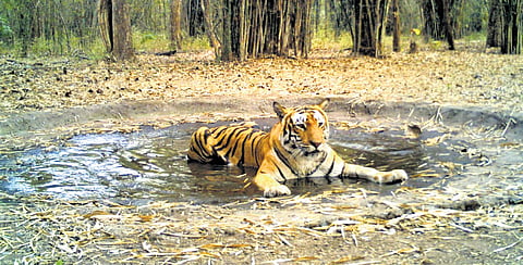 Big boost to conservation of tigers in Andhra Pradesh's NSTR