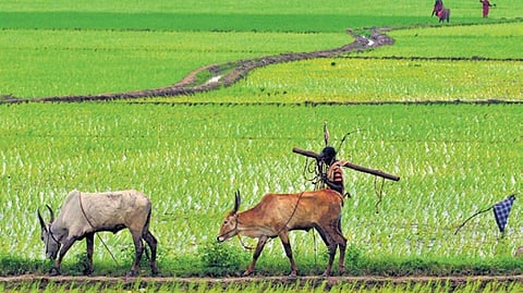 Samba and thaladi were cultivated in Thanjavur district to an extent of 2.43 lakh acres till November 15. 