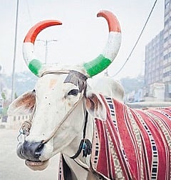 Chhattisgarh to paint horns of stray cattle to minimise road accidents at night