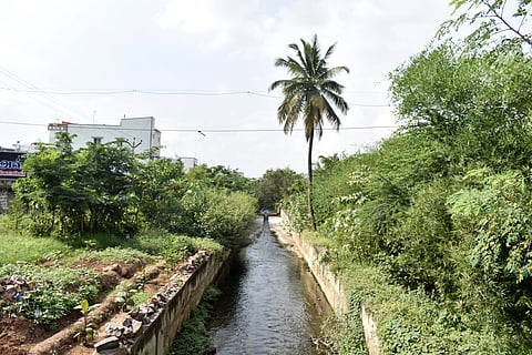 The trees which were planted over a year ago have now grown and transformed the entire place.