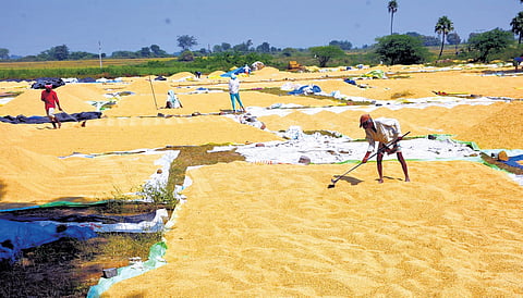 Millers delay payments, tillers fear domino effect in Telangana