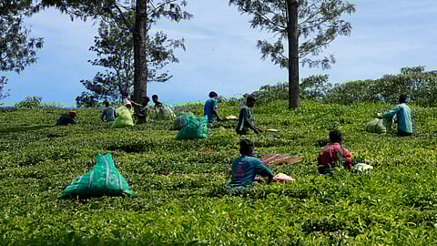Workers pluck tea leaves using cutters at a tea estate in Nilgiris district, India.