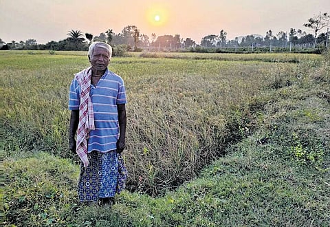A farmer stands near his paddy field in Ganjam district