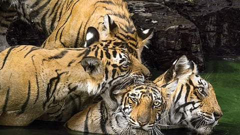 Image used for representational purposes only